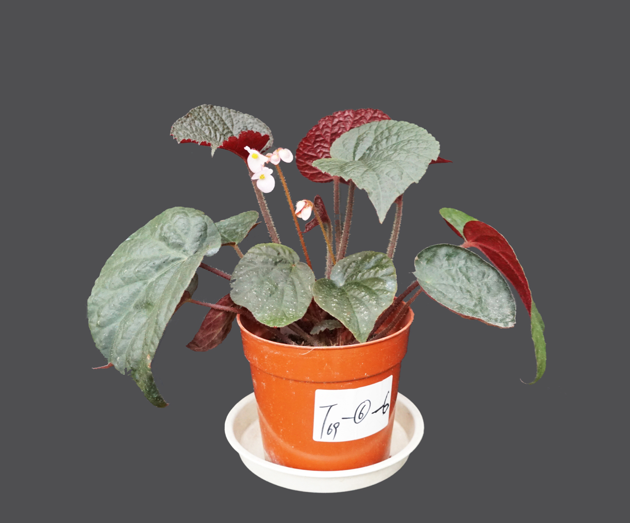 B. ‘Chidanxing’